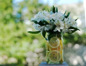 white petaled flowers and sliced lemons thumbnail