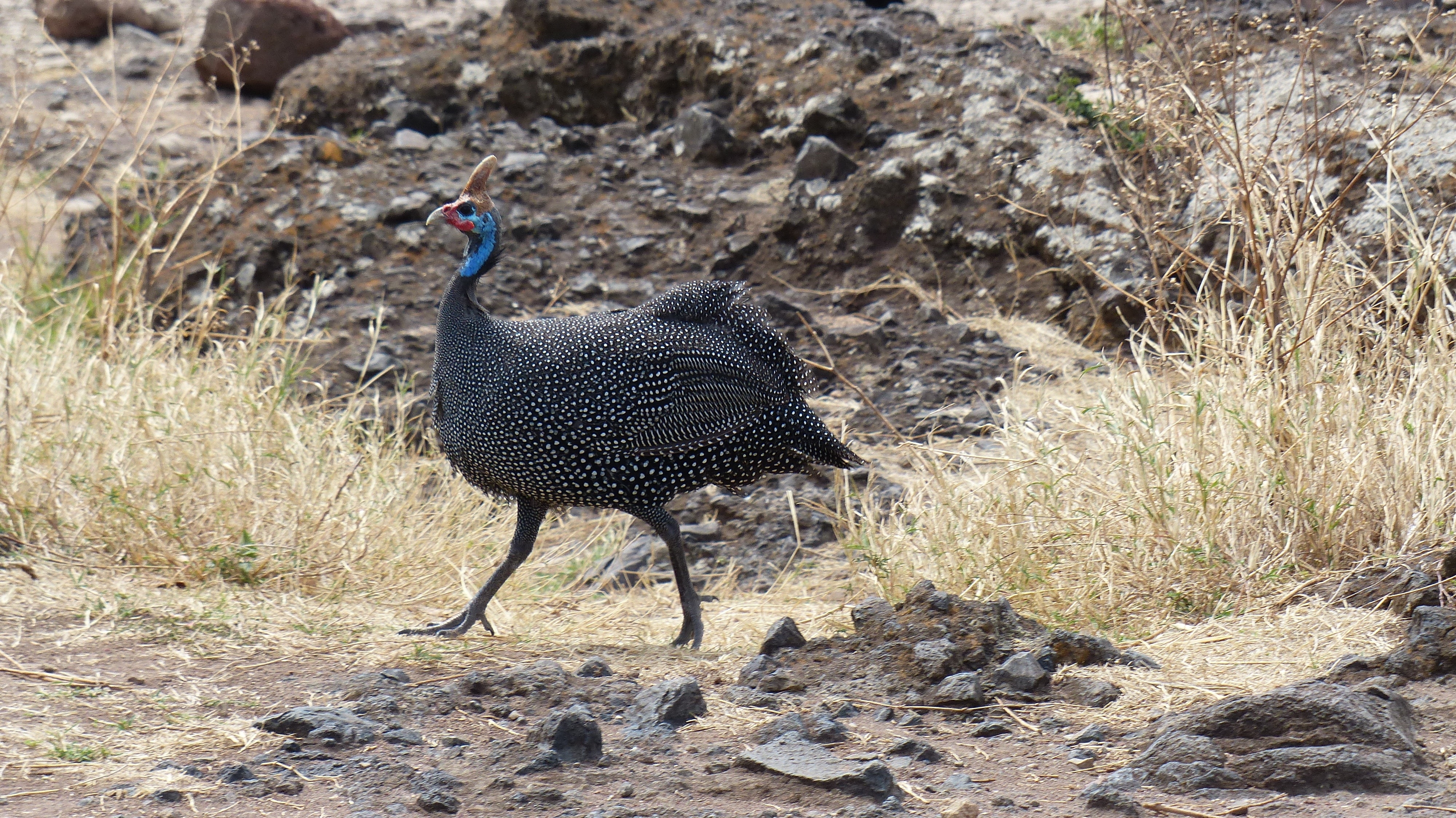 black and blue long legged bird