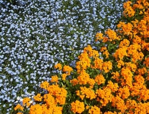white flowers and yellow flowers thumbnail