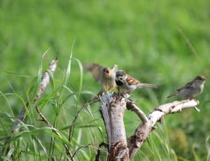 three brown and gray sparrow birds thumbnail