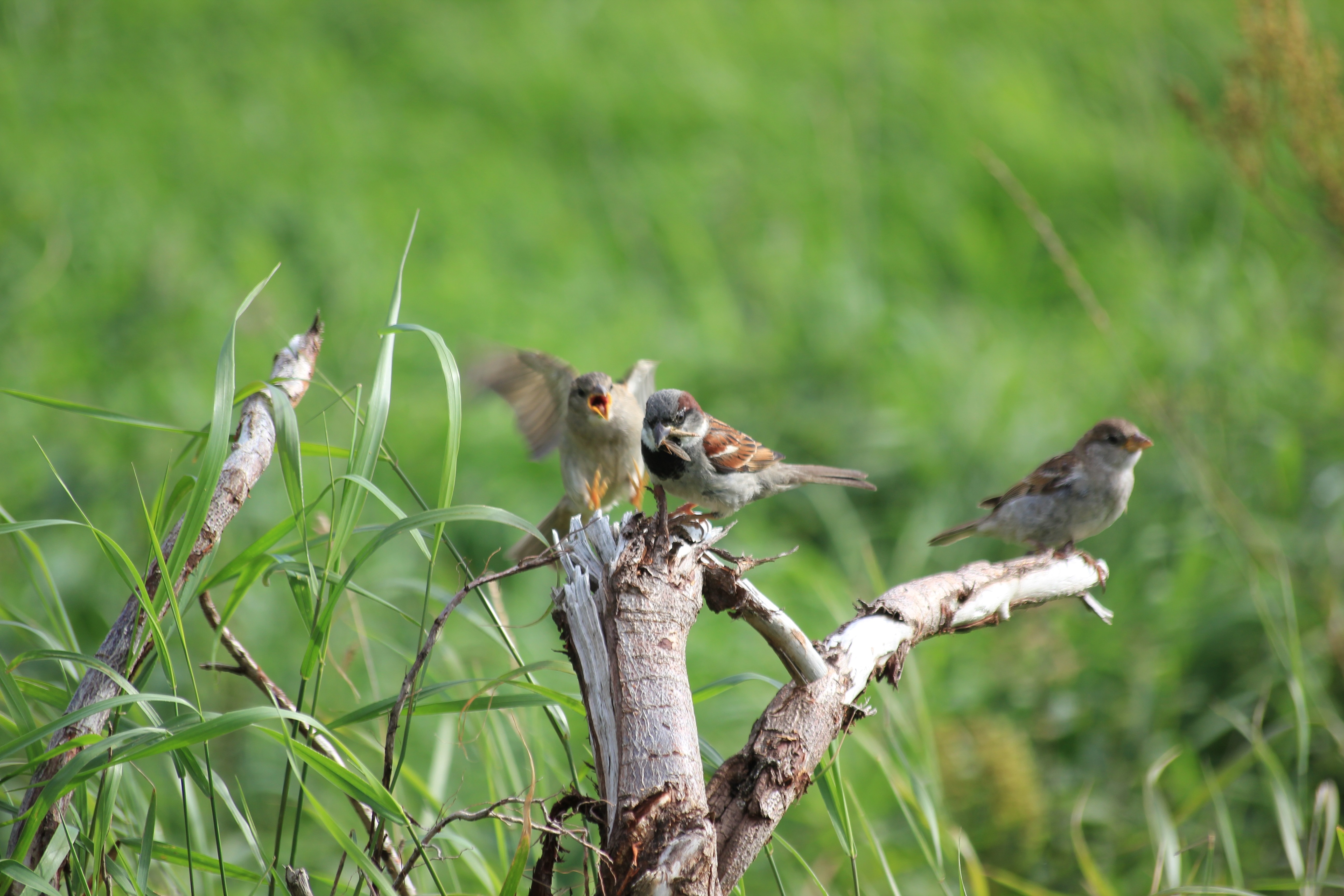 three brown and gray sparrow birds