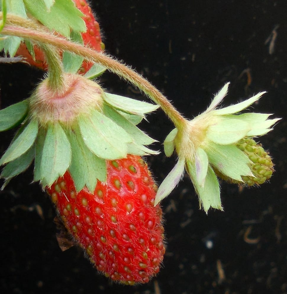 strawberry plant preview