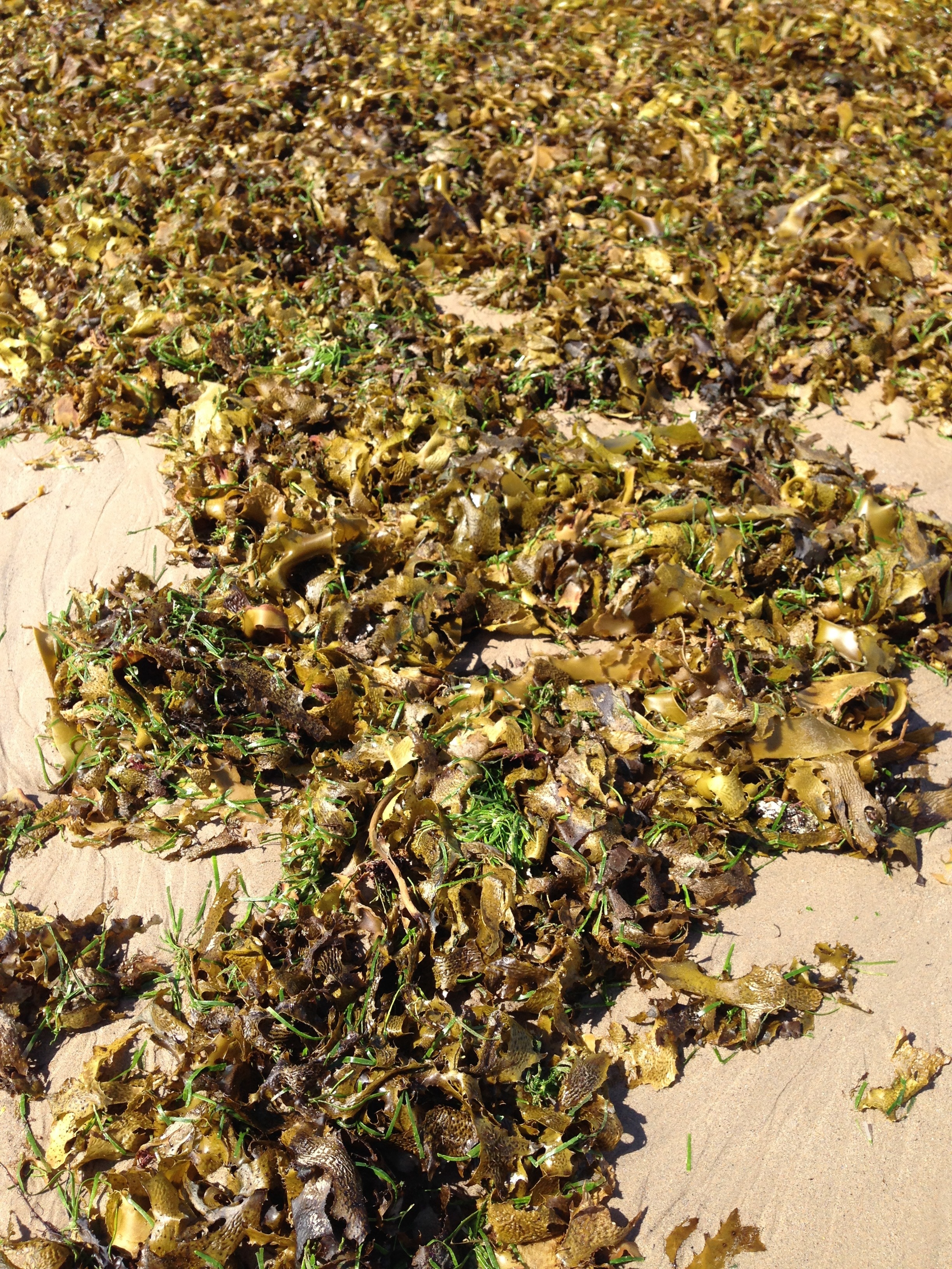 bed of dried leaves