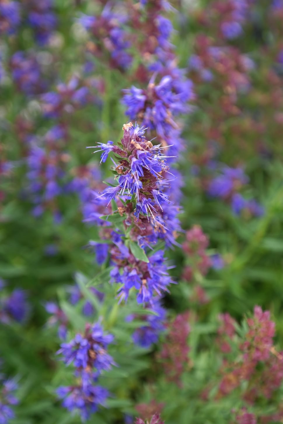 purple flowers preview