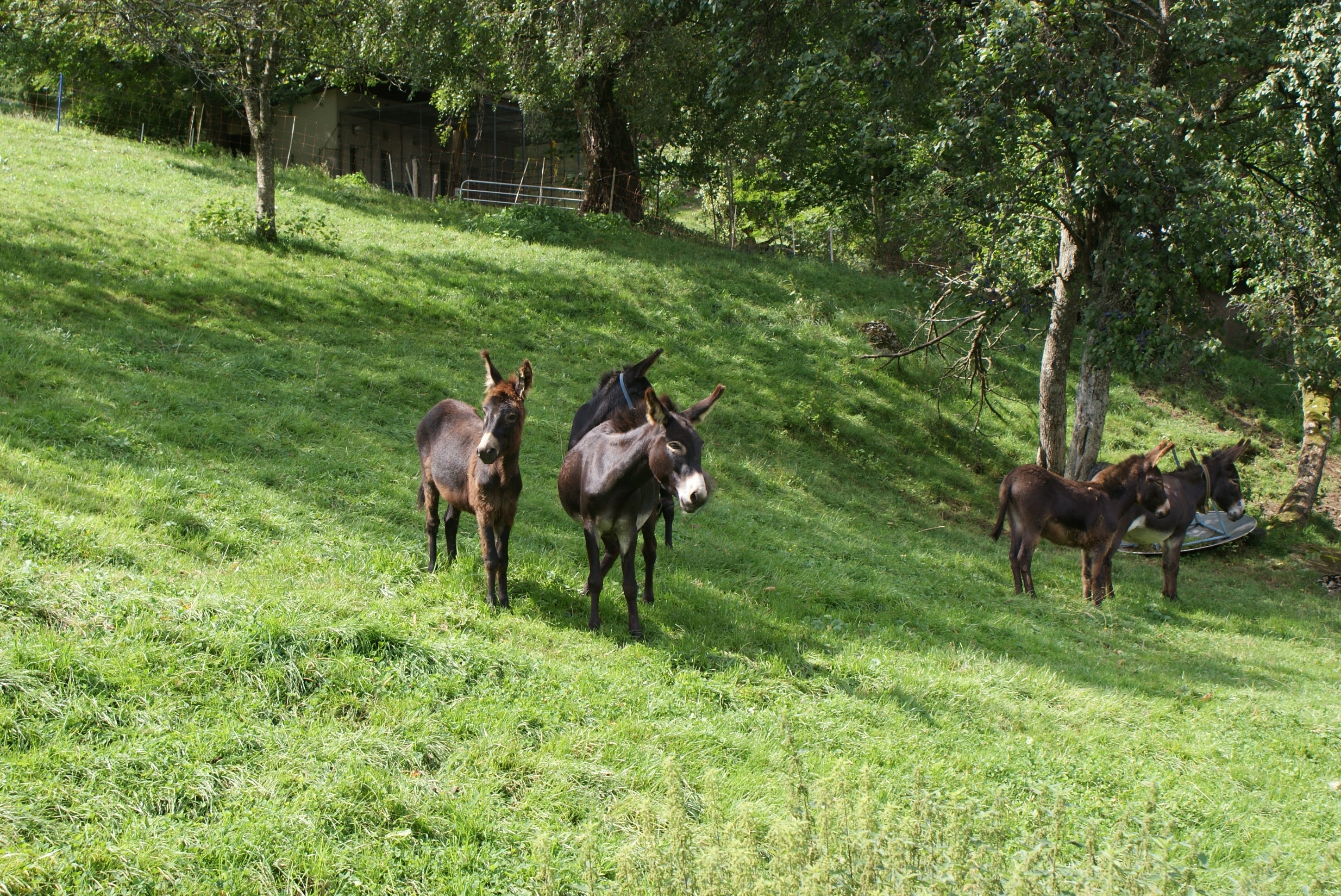 5 donkeys