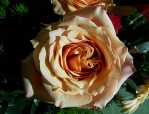 white rose flower thumbnail