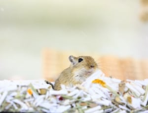 brown and white rodent thumbnail