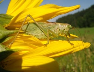 green grasshopper thumbnail
