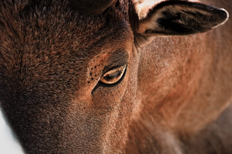 close up photography of brown cow during daytime preview