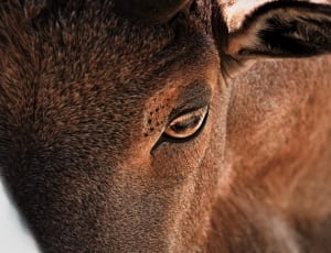 close up photography of brown cow during daytime thumbnail