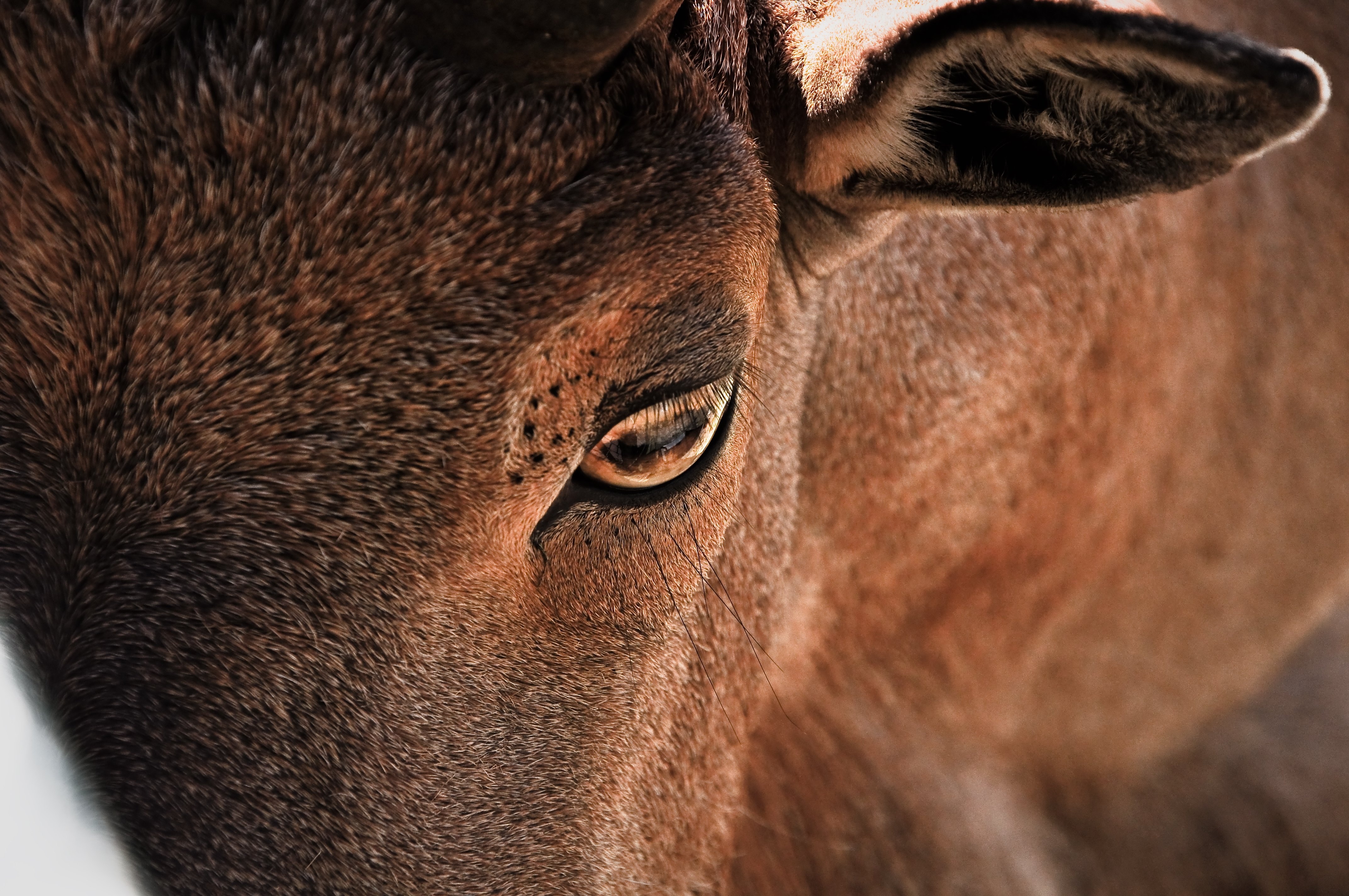 close up photography of brown cow during daytime