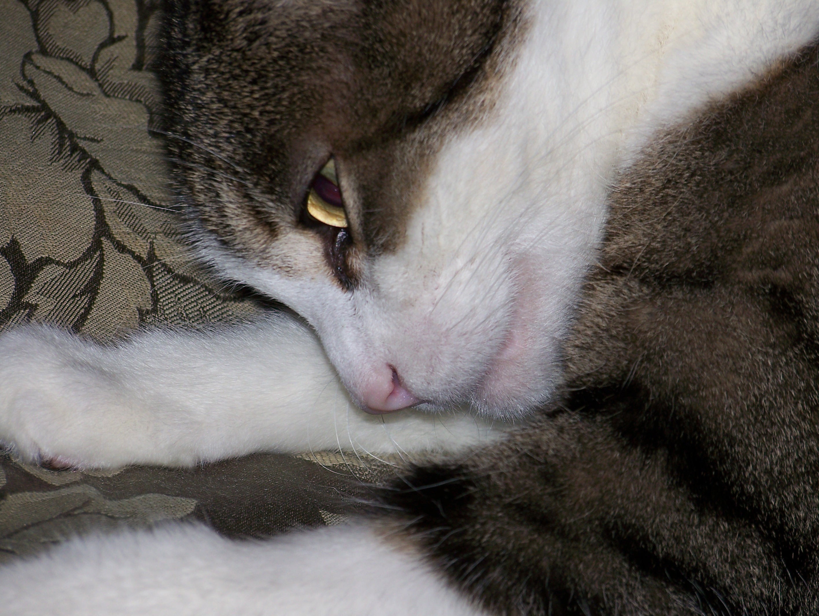 brown white short fur cat