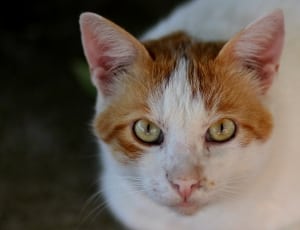 white and brown fur cat thumbnail