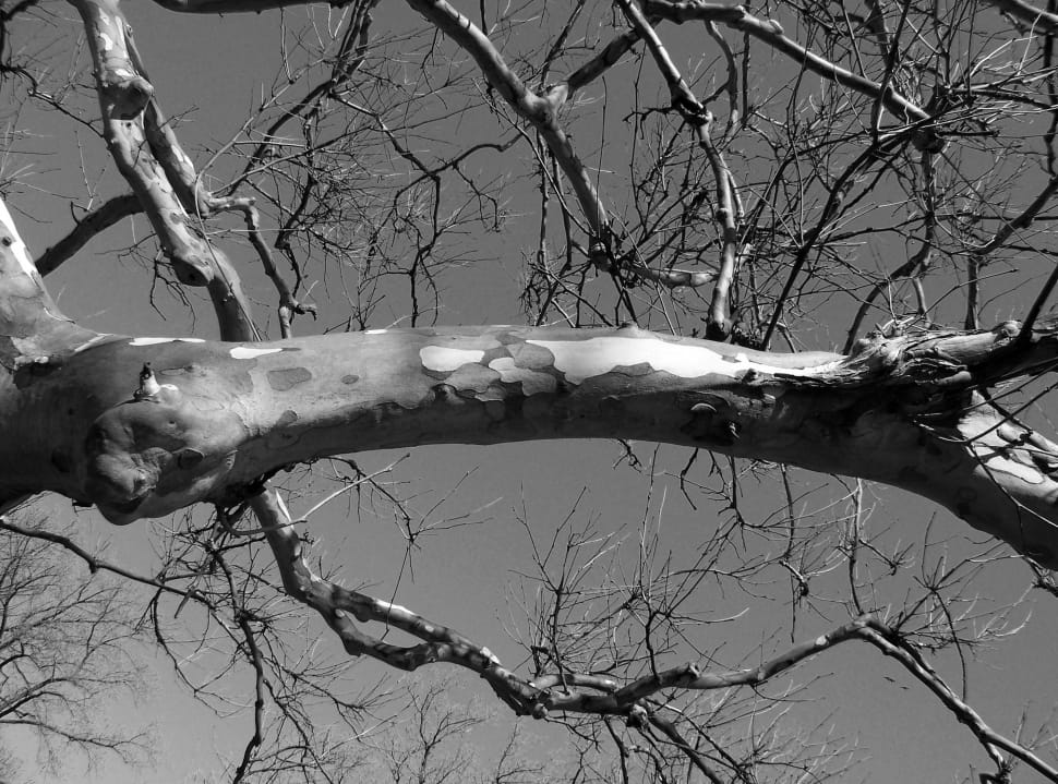 gray scale photo of tree branch preview
