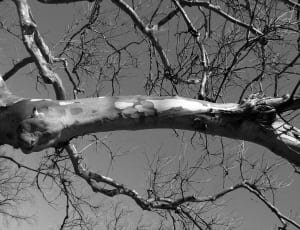 gray scale photo of tree branch thumbnail
