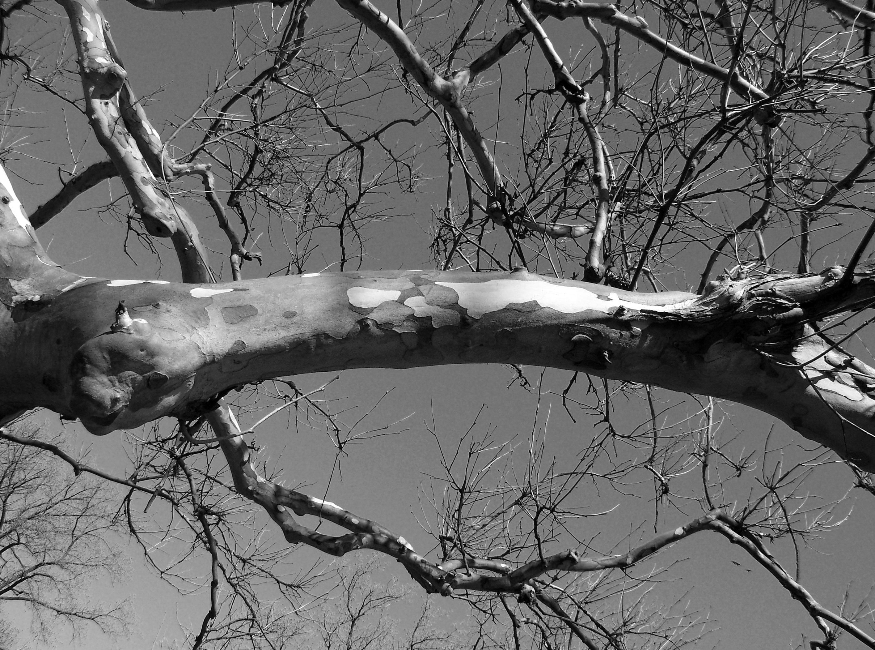 gray scale photo of tree branch