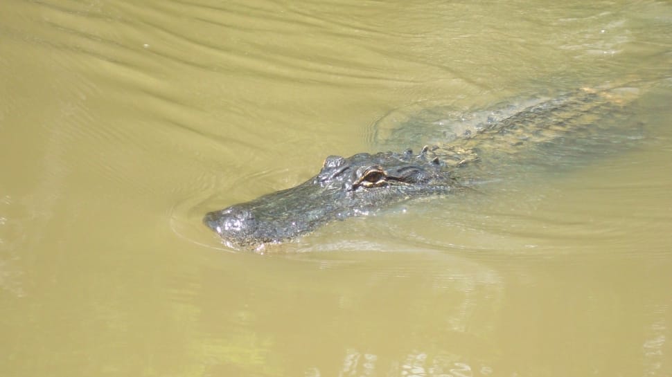 salt water crocodile preview