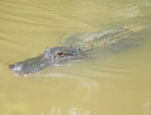 salt water crocodile thumbnail