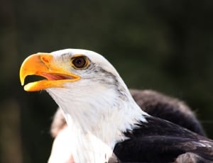 white and black eagle thumbnail