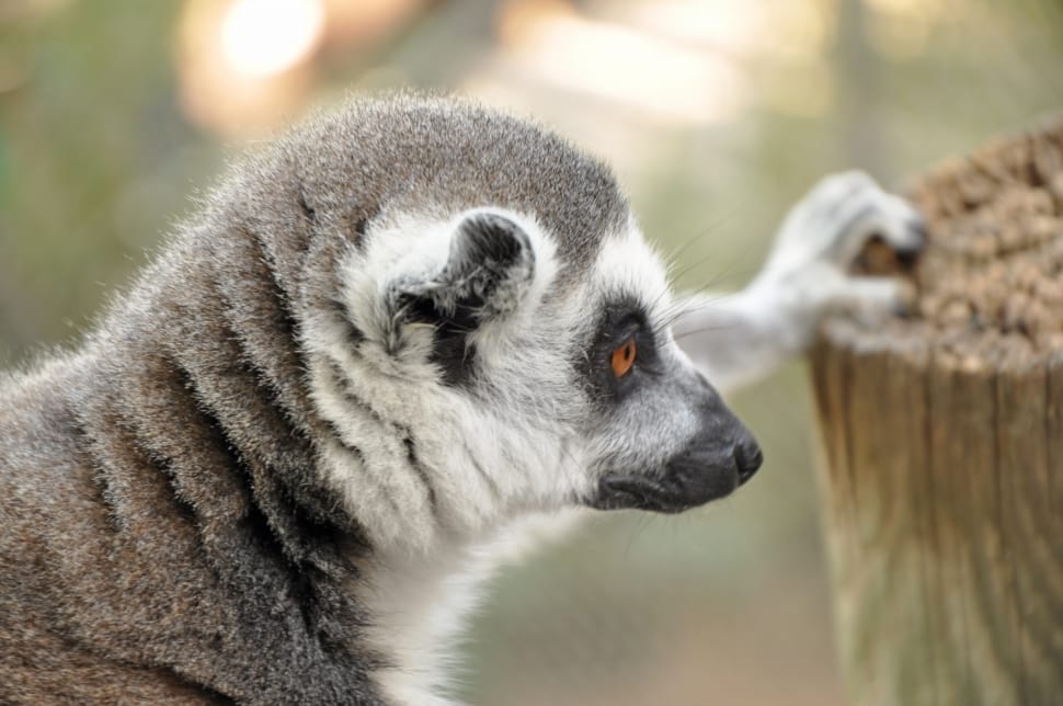 gray and white lemur preview