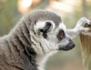 gray and white lemur thumbnail