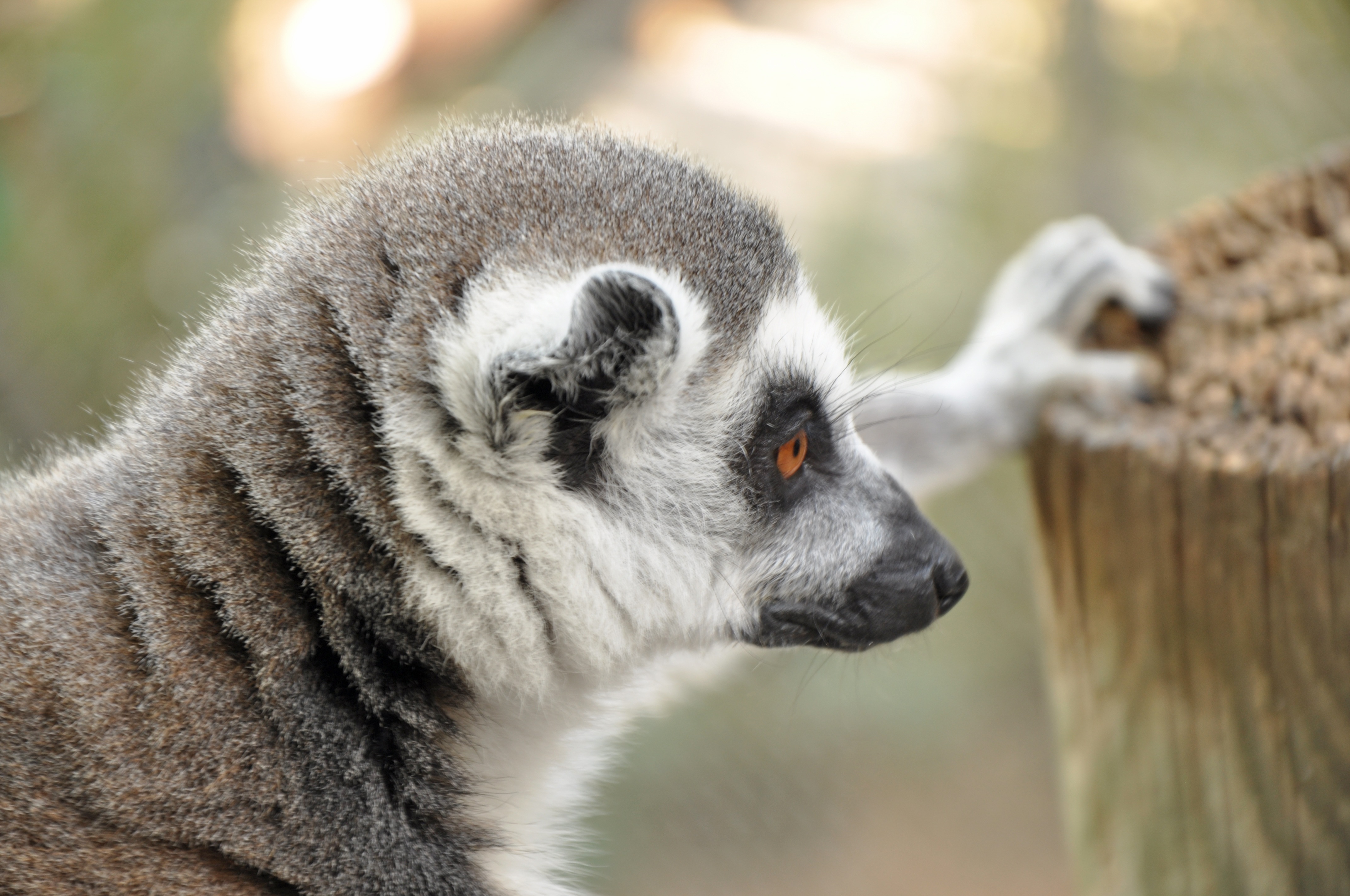 gray and white lemur