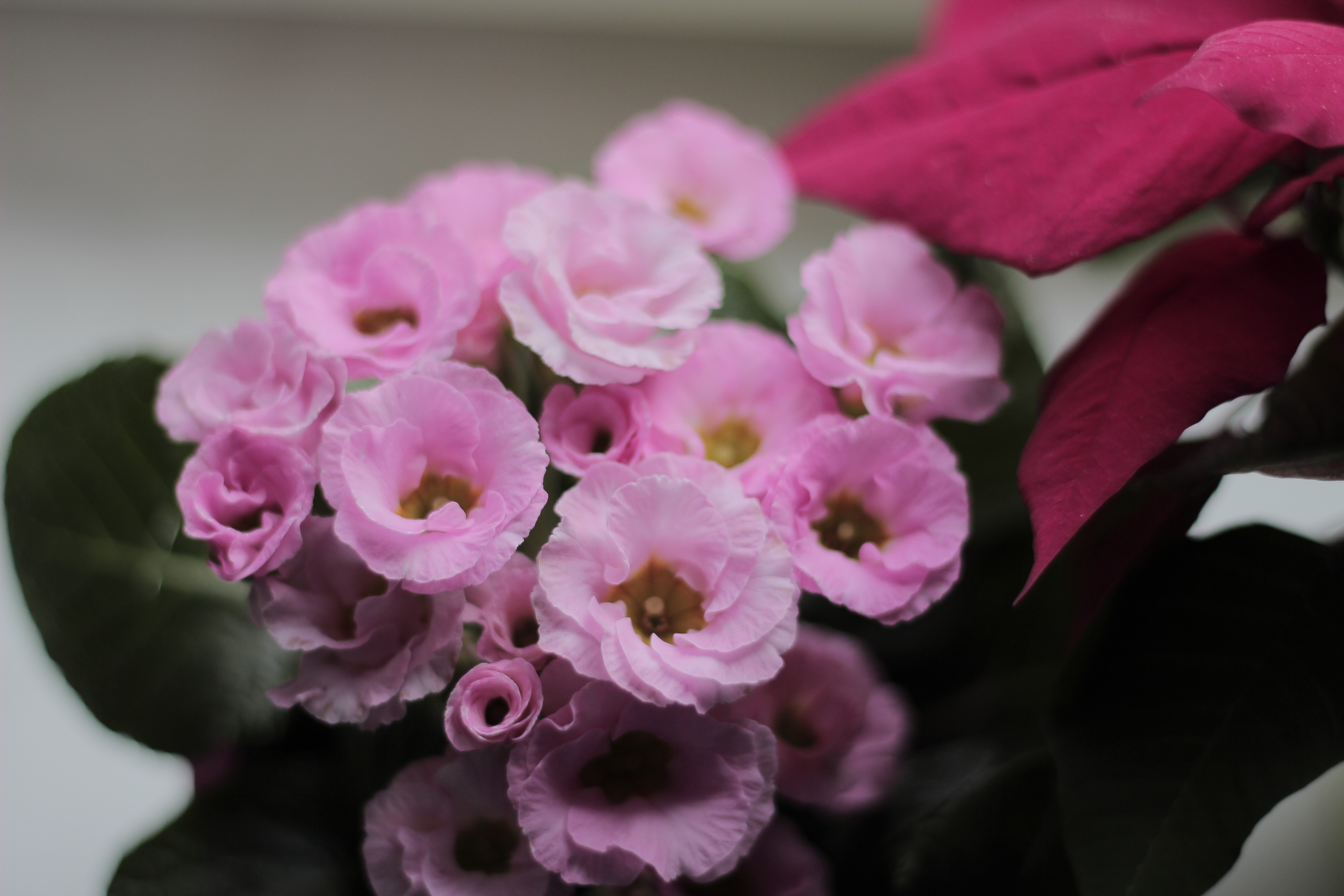 pink petaled flower bouquet