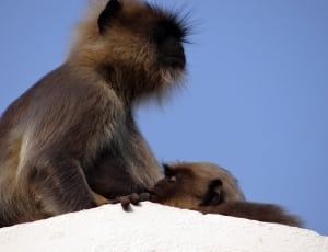 black and brown monkey thumbnail