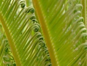 green fern plant thumbnail