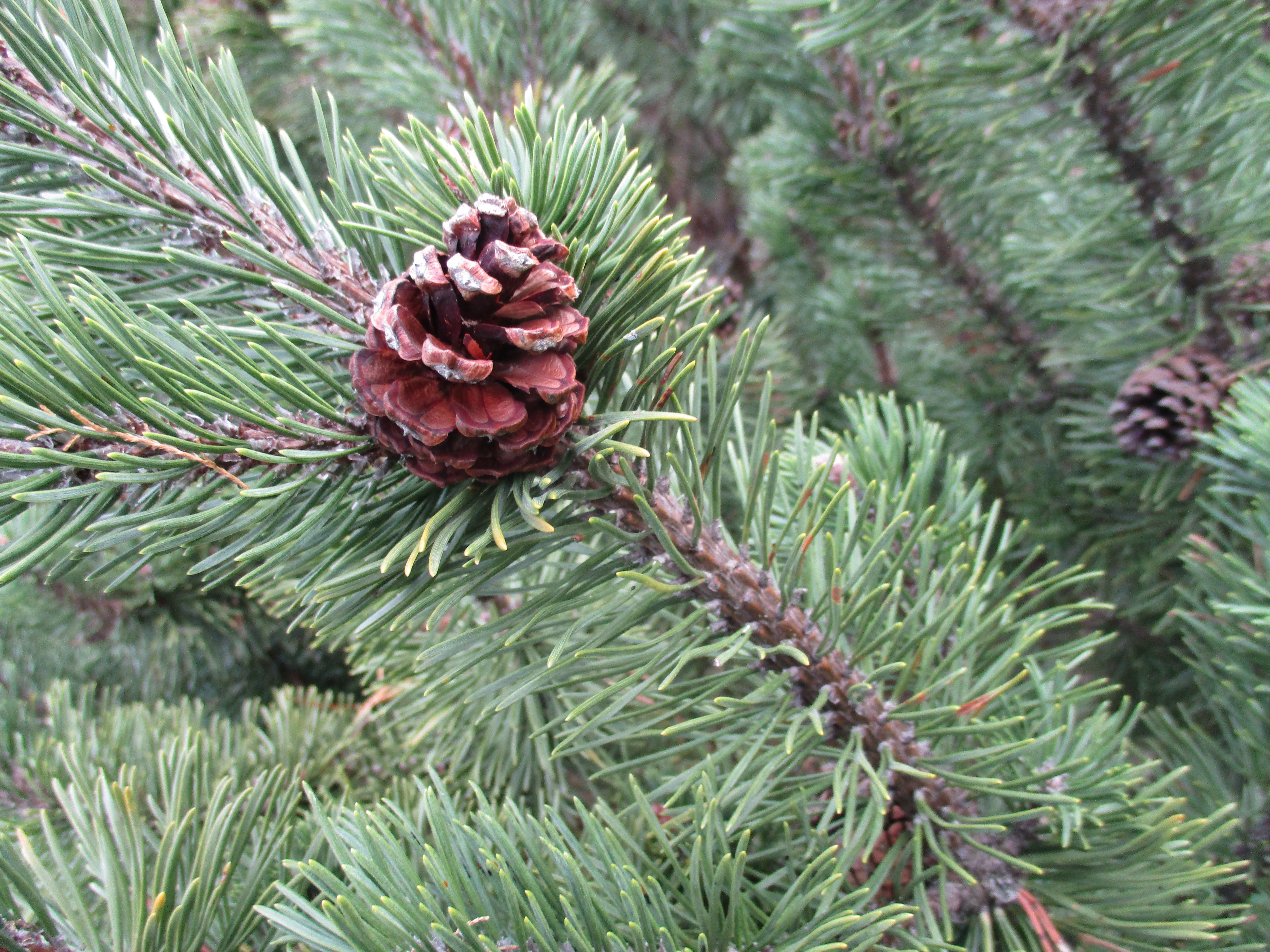 brown conifer