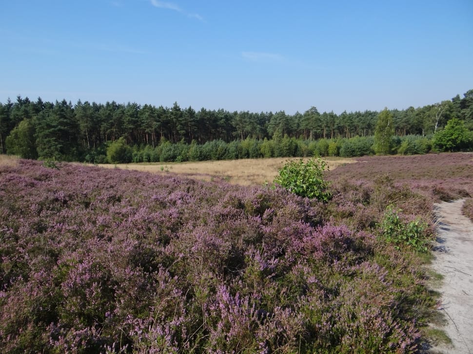 lavender flower field preview