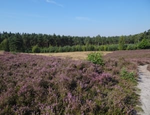 lavender flower field thumbnail