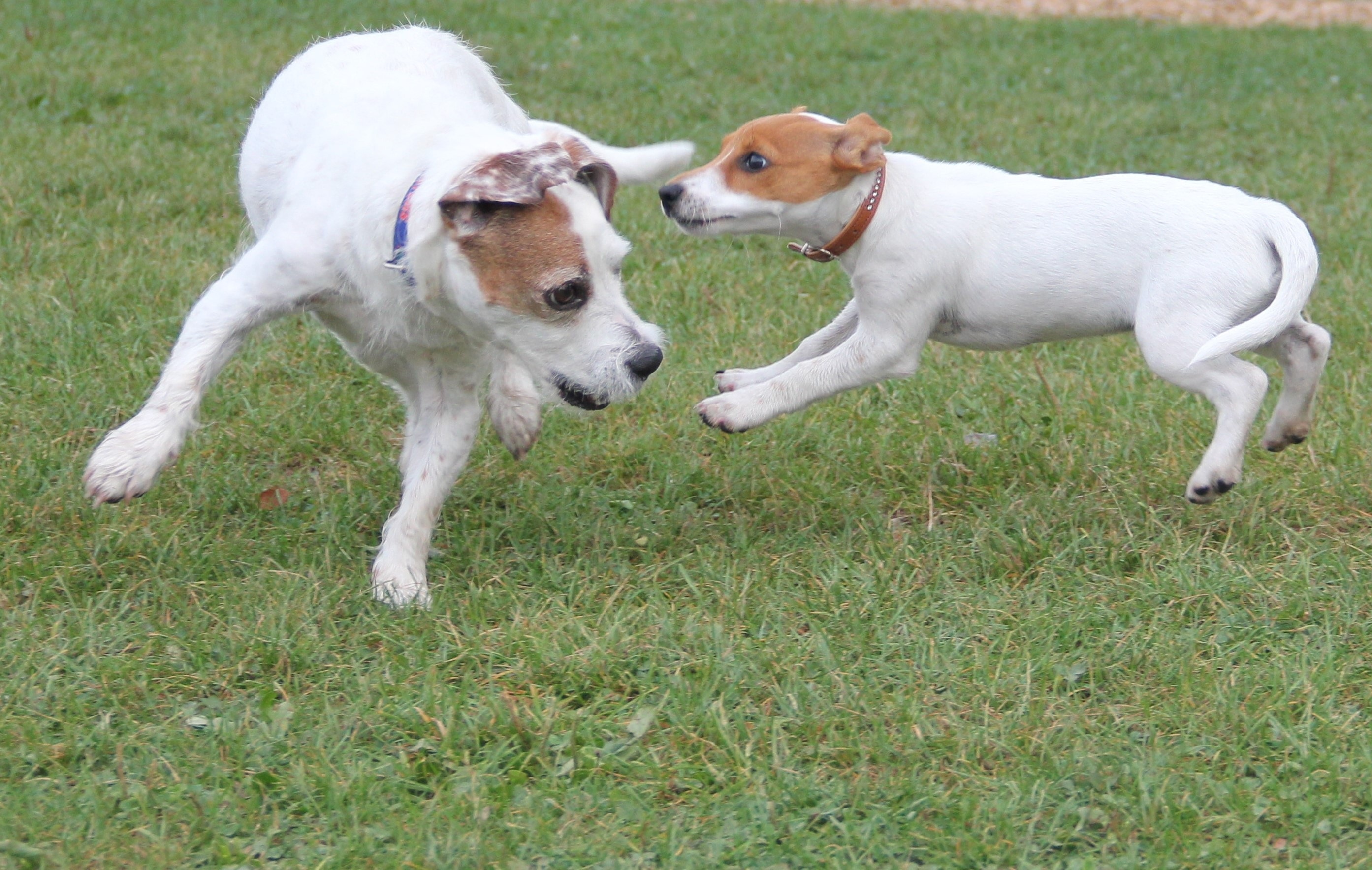 jack russell terrier and parson russell terrier