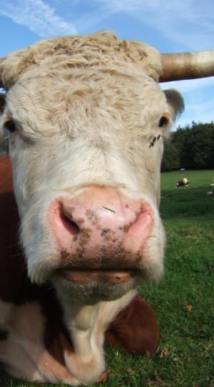 brow and white cow thumbnail