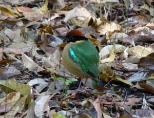 green bee-eater thumbnail
