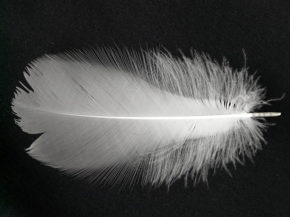 whiter feather preview