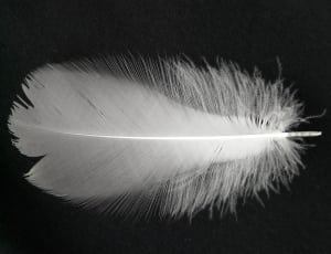 whiter feather thumbnail
