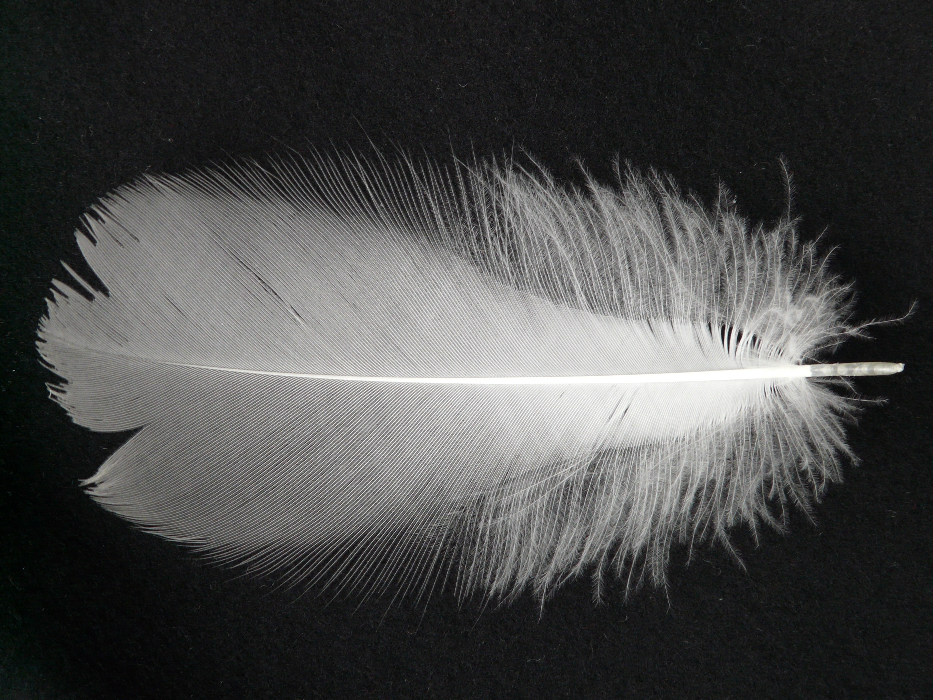 whiter feather