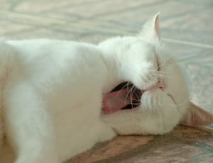 white fur cat thumbnail