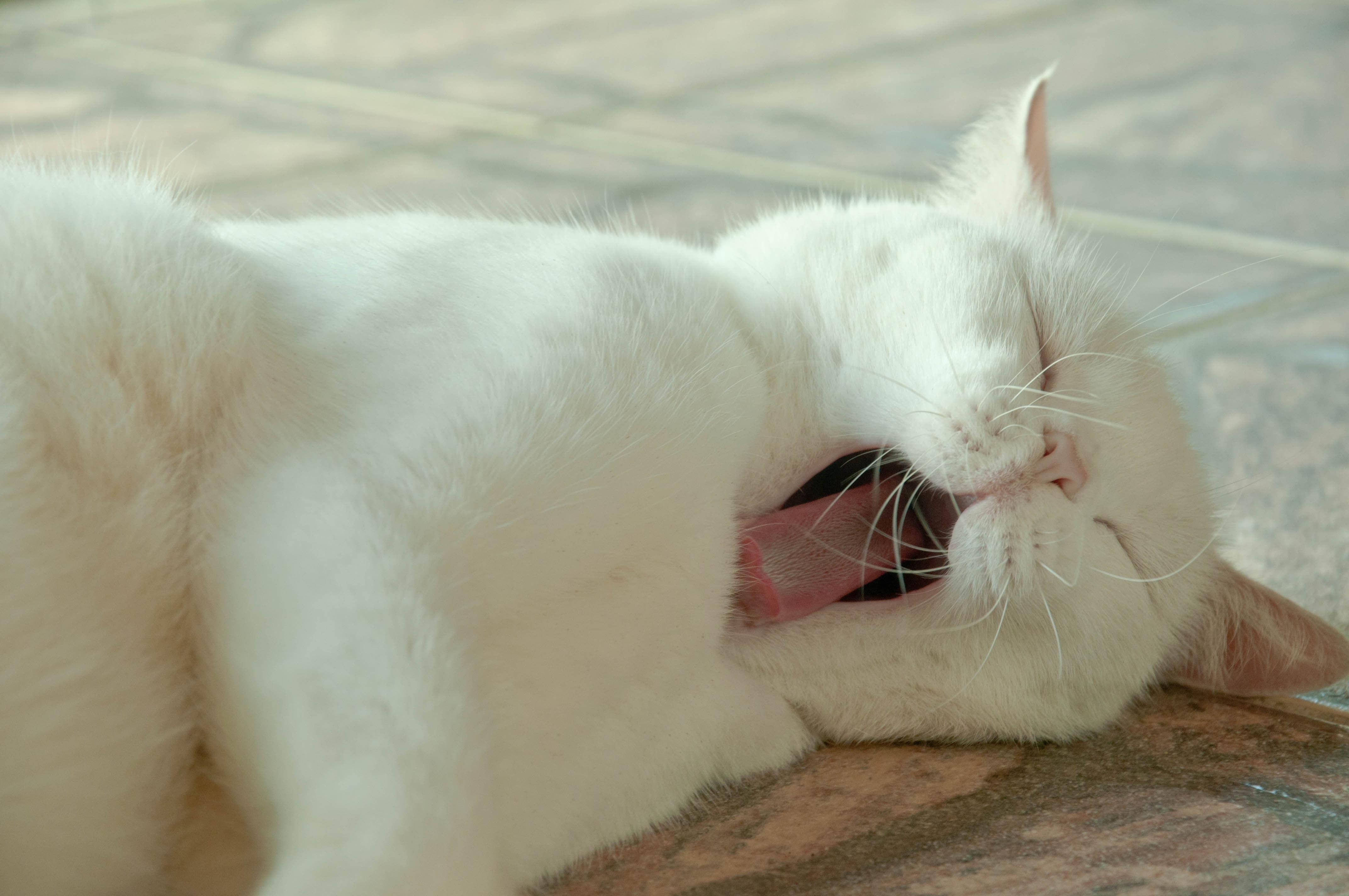 white fur cat