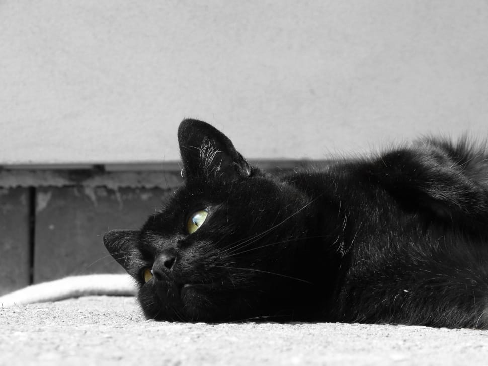 black cat preview