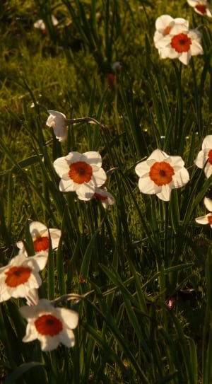 white-and-red flowers thumbnail