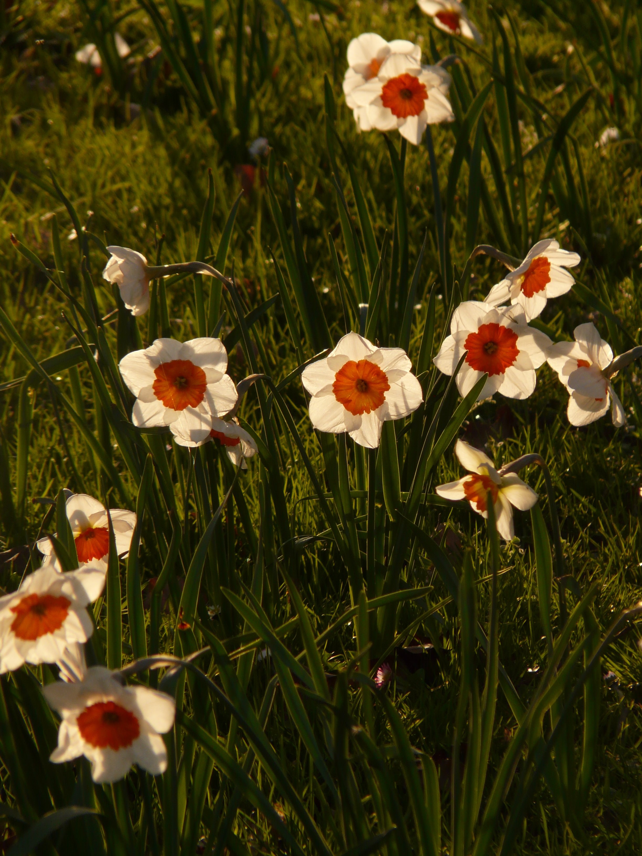 white-and-red flowers