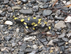 yellow and black lizard thumbnail