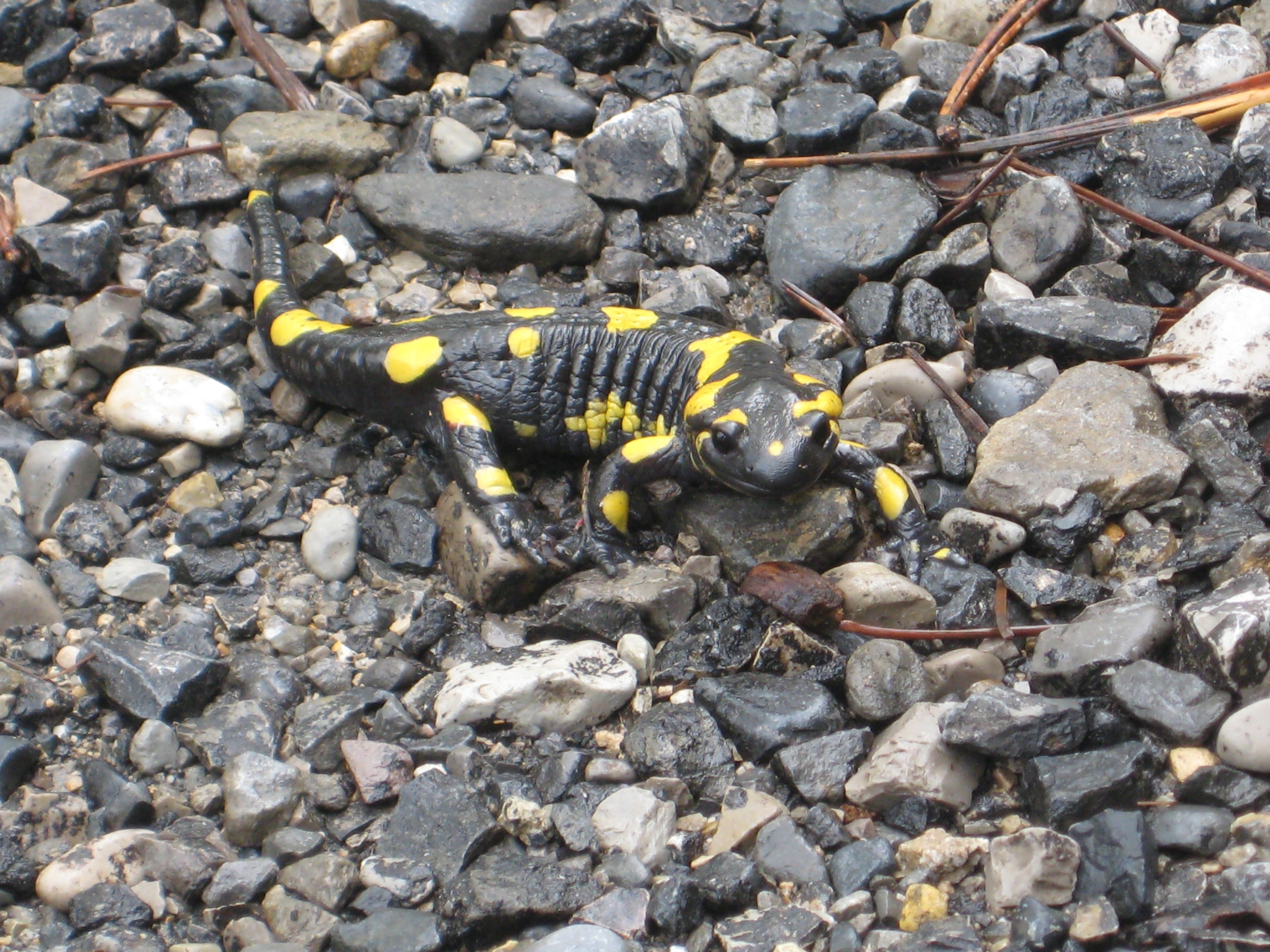 yellow and black lizard