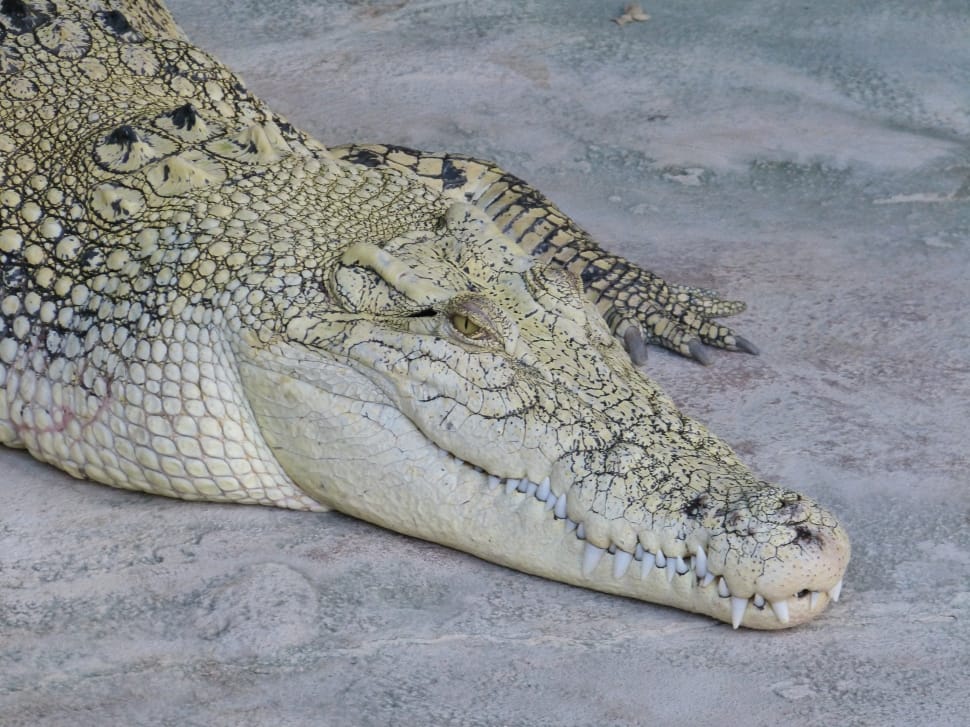 white and gray crocodile preview