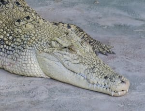 white and gray crocodile thumbnail