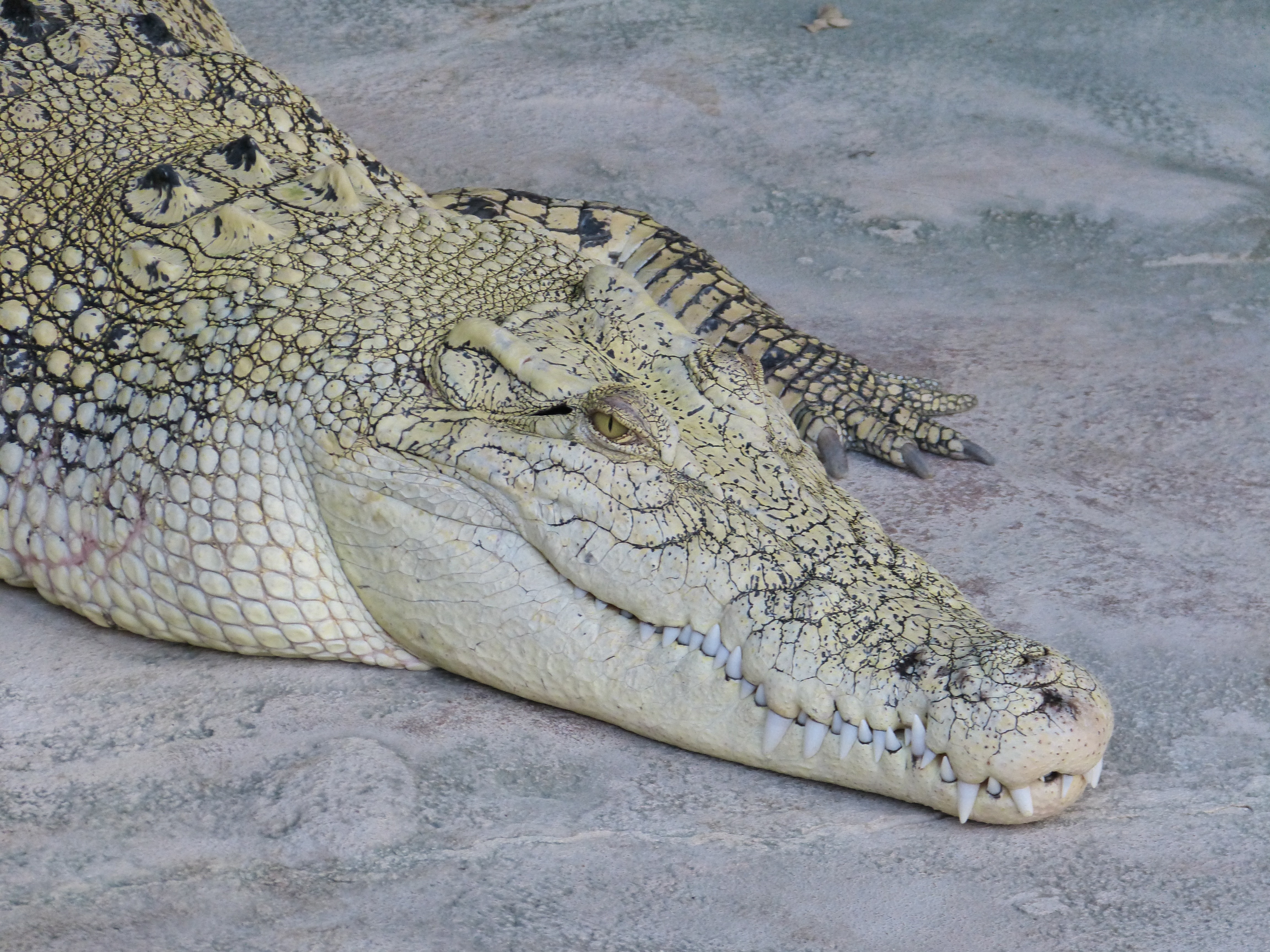 white and gray crocodile