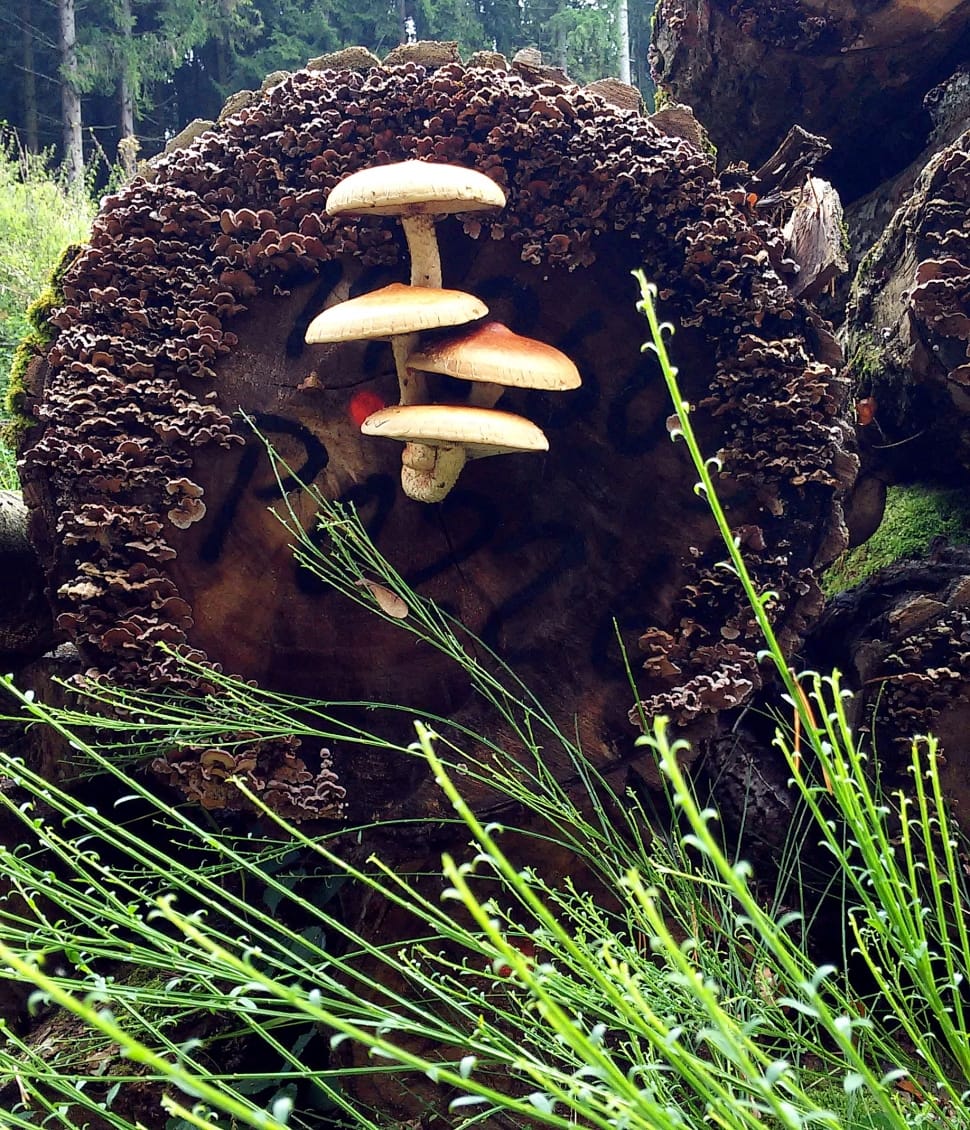 4 beige mushrooms preview