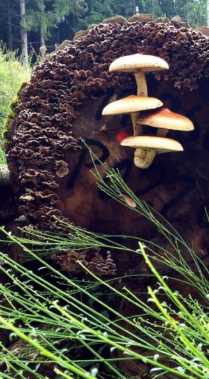 4 beige mushrooms thumbnail
